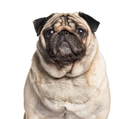 Obraz premium Carlin looking at camera against white background, pug