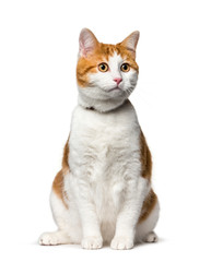 Mixed-breed cat sitting against white background