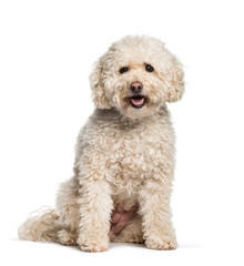 Maltese sitting against white background