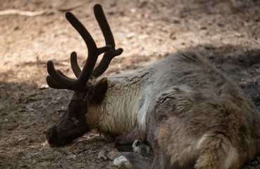 reindeer is napping under a shade tree