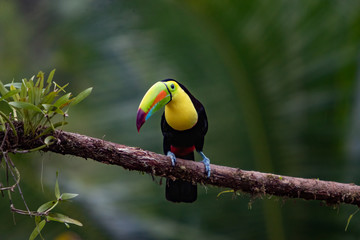 toucan
