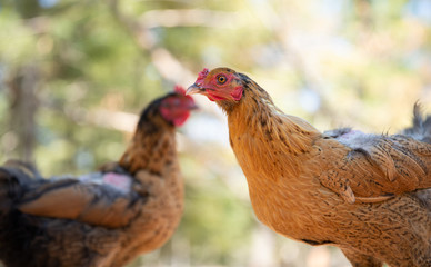 young hen is alert to the farmer approaching to collect eggs