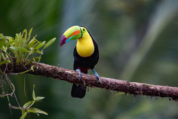 toucan on branch