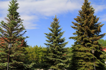 three big blue firs in the Park against the blue sky