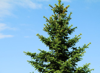 large blue spruce in the Park against the bright blue sky