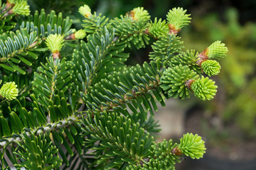 Detailed capture of new young shoots of Abies numidica (Algerian fir) in a botanical garden.