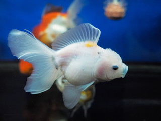 Goldfish (oranda) diving in fresh water glass tank aquarium.