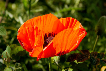 Decorative red poppy backlit by the sun on a background of green.