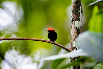 bird on a branch