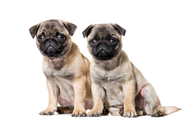 Obraz premium Pug Puppy sitting against white background