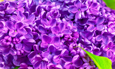 beautiful dark purple fresh lilac on the pink background, purple background, place for text, top view