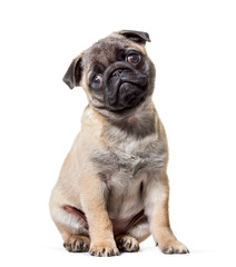 Pug Puppy sitting against white background