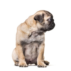Obraz premium Pug Puppy sitting against white background