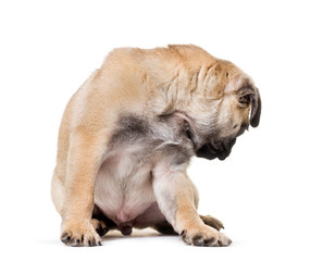 Pug Puppy looking back sitting against white background