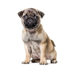 Pug Puppy sitting against white background