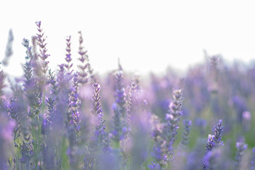 lavender field in provence france