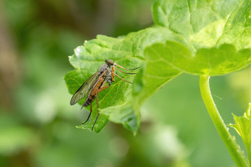Rhagio scolopaceus on green blade