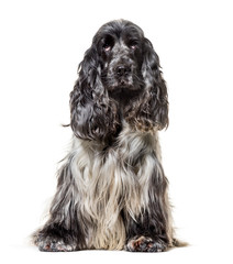 English Cocker Spaniel , 4, 5 years old, sitting against white b