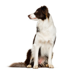 Border Collie sitting against white background