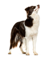 Looking up Border Collie standing against white background