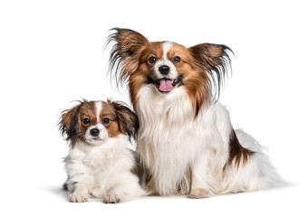 mother dog and puppy looking at camera against white background