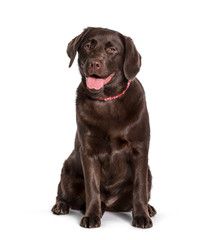 Labrador sitting against white background