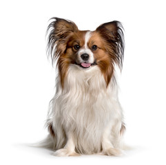 Phalene sitting against white background