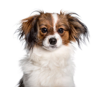 Phalene looking at camera against white background