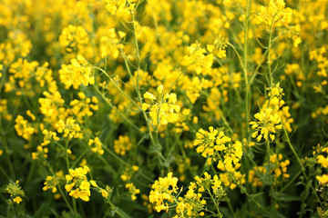 Obraz premium Rapeseed field, Blooming canola flowers close up. Rape on the field in summer. Bright Yellow rapeseed oil. Flowering rapeseed.Flowers of oil in rapeseed field. Agriculture, vegetation, countryside