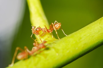 Close-up red ants resting on green leaf with nature blurred background.