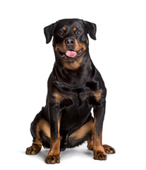 Obraz premium Rottweiler sitting against white background
