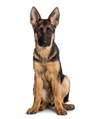 German Shepherd sitting against white background