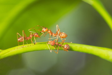 Close-up red ants resting on green leaf with nature blurred background.
