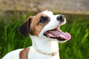 Happy active young Jack Russell Terrier. White-brown color dog face and eyes close-up in a park outdoors, making a serious face under the morning sunlight in good weather. Jack russel terrier portrait