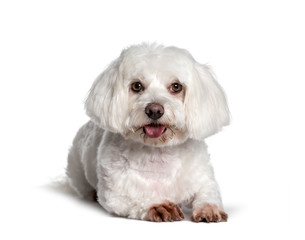 Maltese , 2 years, looking at camera against white background