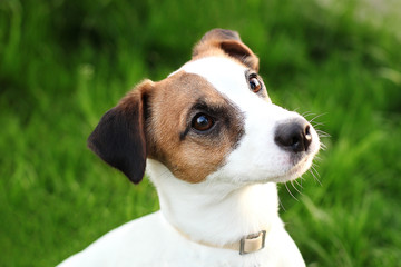 Happy active young Jack Russell Terrier. White-brown color dog face and eyes close-up in a park outdoors, making a serious face under the morning sunlight in good weather. Jack russel terrier portrait