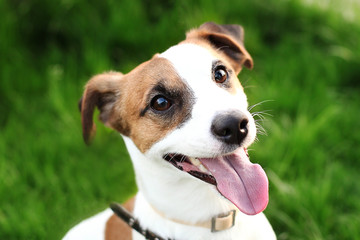 Happy active young Jack Russell Terrier. White-brown color dog face and eyes close-up in a park outdoors, making a serious face under the morning sunlight in good weather. Jack russel terrier portrait - obrazy, fototapety, plakaty