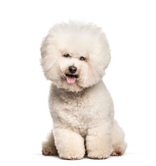 Bichon Frise sitting against white background