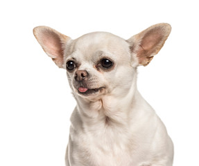 Chihuahua against white background