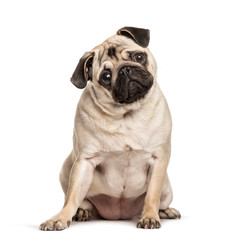 Obraz premium Pug sitting against white background