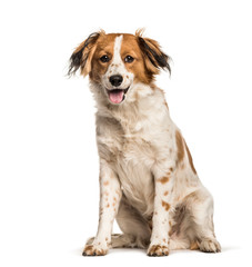 Mixed-breed dog sitting against white background