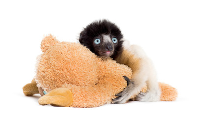 Soa, 4 months old, Crowned Sifaka, hugging a soft toy