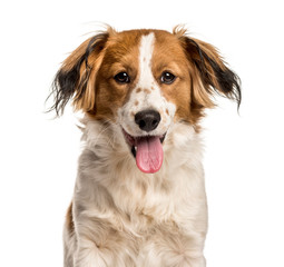 Mixed-breed dog looking at camera against white background © Eric Isselée