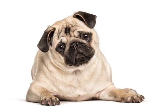 Pug looking at camera against white background