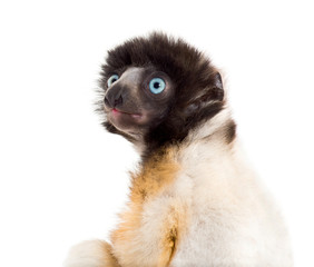 Close-up of 4 months old baby Crowned Sifaka