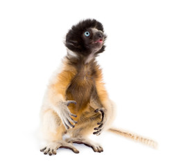 Soa, 4 months old, Crowned Sifaka sitting against white backgrou