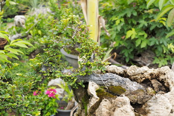 fukien tea tree bonsai decorate in green garden background.