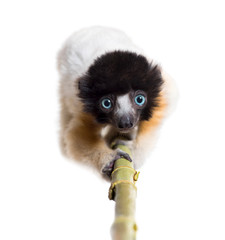 4 months old approaching baby Crowned Sifaka looking at camera