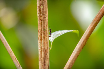 Ant on a stick