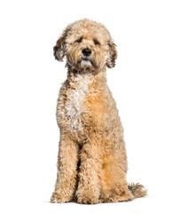 Tibedoodle sitting against white background